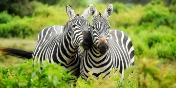 10 randiga fakta du antagligen inte visste om zebror