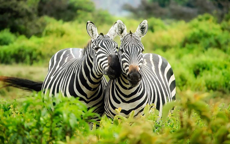 10 randiga fakta du antagligen inte visste om zebror