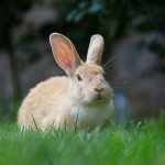 Visste du detta? 10 spännande fakta om kaniner