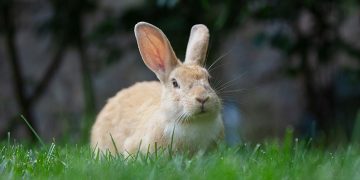 Visste du detta? 10 spännande fakta om kaniner