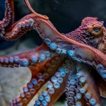 Från tentakler till tre hjärtan: 10 galna fakta om bläckfiskar