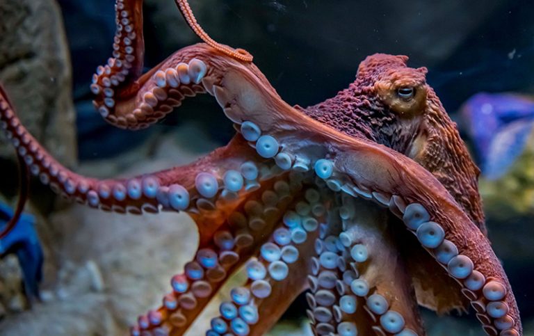 Från tentakler till tre hjärtan: 10 galna fakta om bläckfiskar