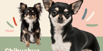 10 fakta du antagligen inte visste om chihuahua