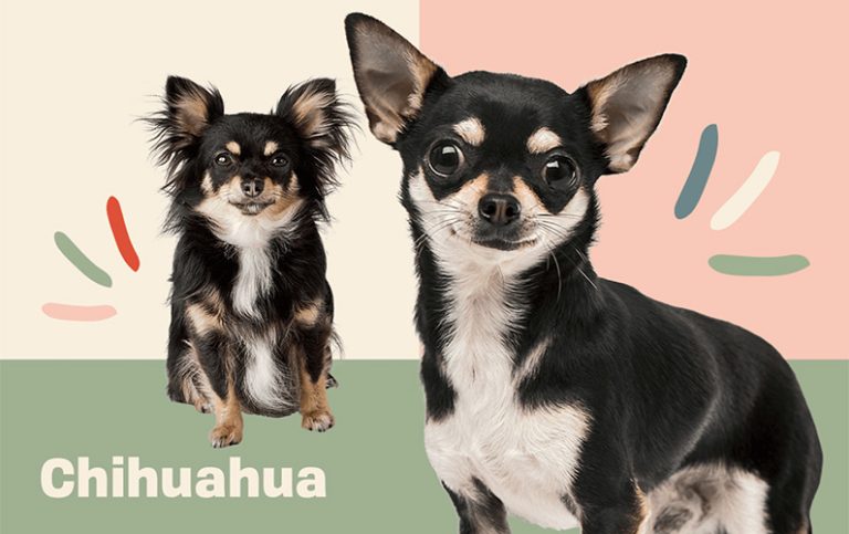 10 fakta du antagligen inte visste om chihuahua