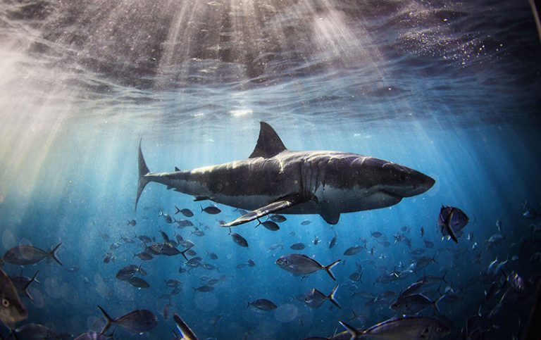 Dyk ner i världen av hajar: 10 överraskande fakta