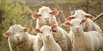 Bää-fascinerande! 10 överraskande fakta om får