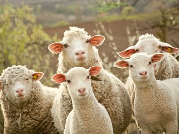 Bää-fascinerande! 10 överraskande fakta om får
