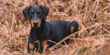 10 fakta du antagligen inte visste om Dobermann