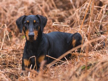 10 fakta du antagligen inte visste om Dobermann