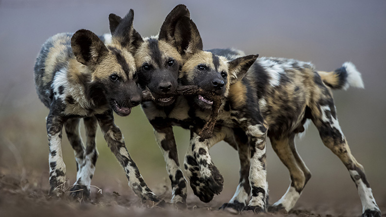 10 hundraser med den starkaste bitkraften
#5: Afrikansk vildhund (317 PSI).