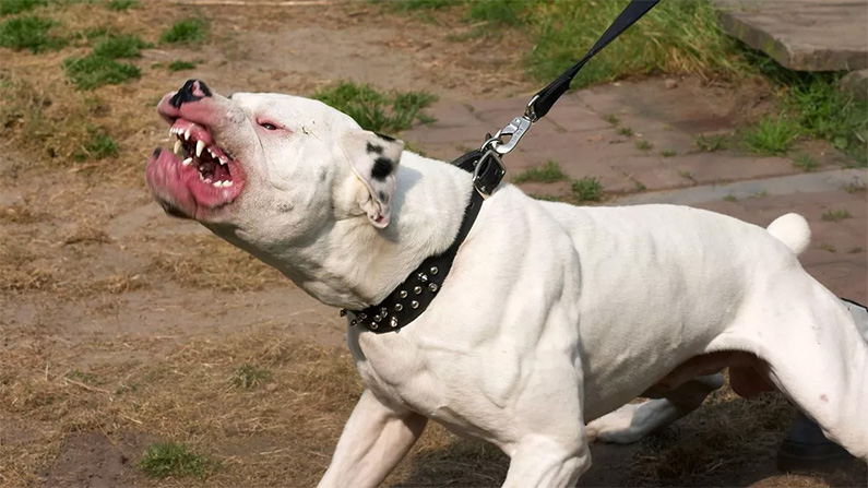 10 hundraser med den starkaste bitkraften
#6: American Bulldog (305 PSI).