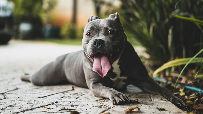 10 hundraser med den starkaste bitkraften
#8) Amerikansk Pitbullterrier (235 PSI).