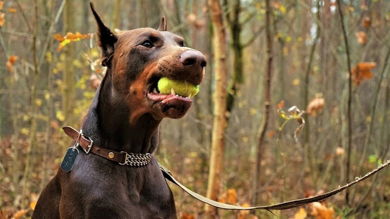 10 hundraser med den starkaste bitkraften
#2: Dobermann (600 PSI).