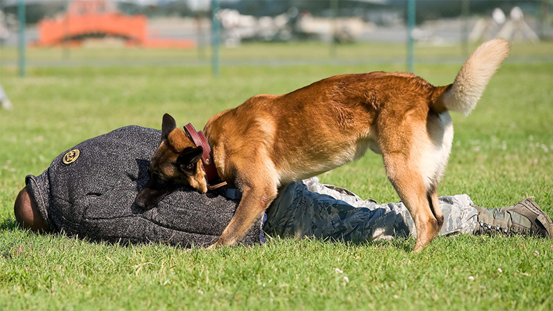 10 hundraser med den starkaste bitkraften
#10) Malinois (195 PSI).