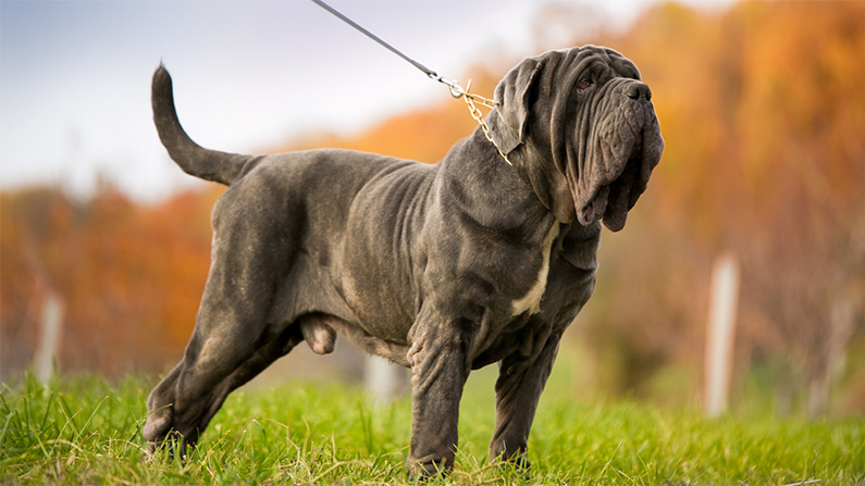 10 hundraser med den starkaste bitkraften
#3: Mastiff (556 PSI).