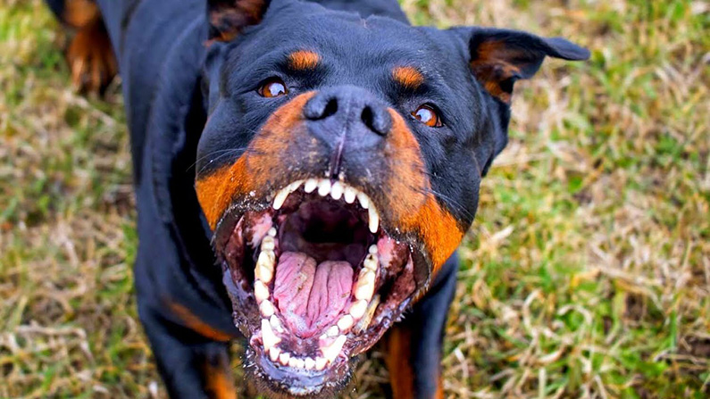 10 hundraser med den starkaste bitkraften
#4: Rottweiler (328 PSI).