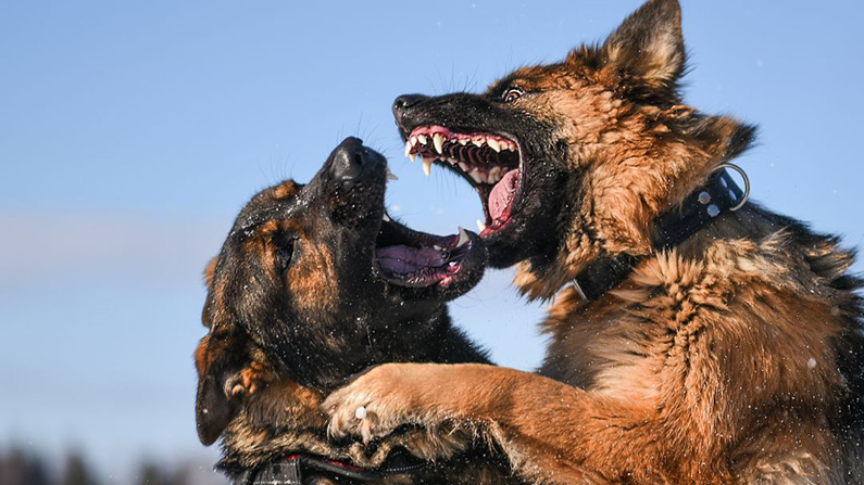 10 hundraser med den starkaste bitkraften
#7: Tysk schäferhund (238 PSI).