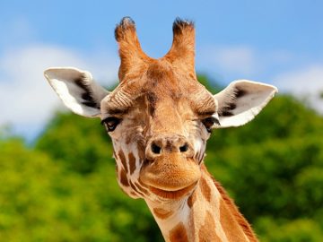 Fascinerande fakta om giraffer: 10 häftiga insikter