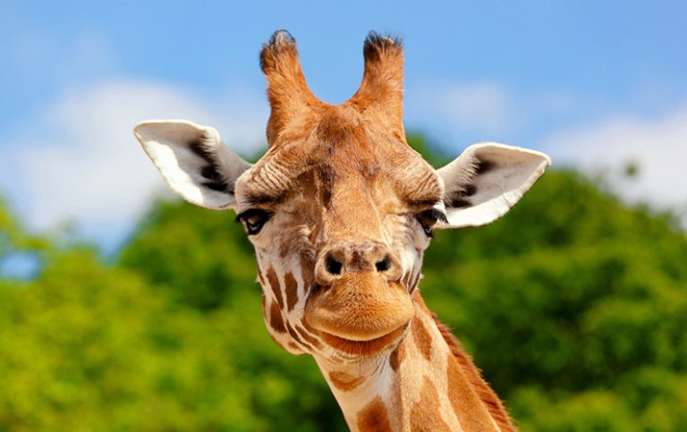 Fascinerande fakta om giraffer: 10 häftiga insikter
