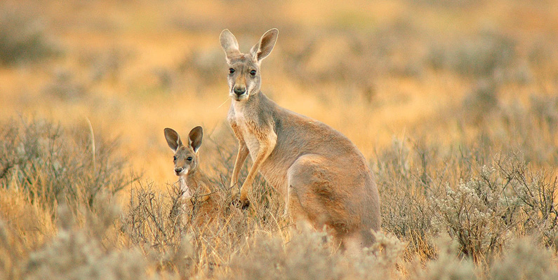 Så många kängurur finns det i Australien…