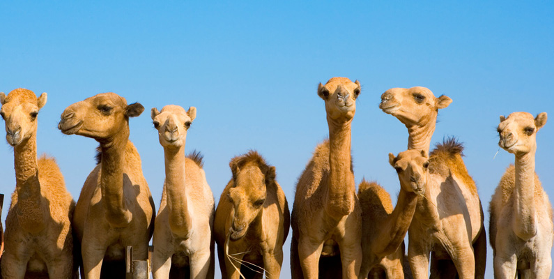 Australien exporterar en stor andel med kameler till arabländerna…