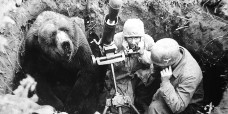 Under andra världskriget så var det en björn som stred för Polen. Han var bärhjälp åt soldater och de hade dessutom lärt honom att göra honnör.
