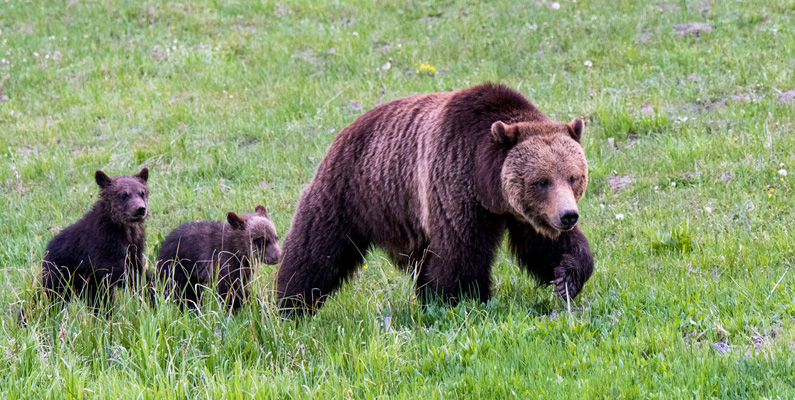 Till skillnad från många andra däggdjur så har de flesta björnarna ett fullt utvecklat färgseende.
