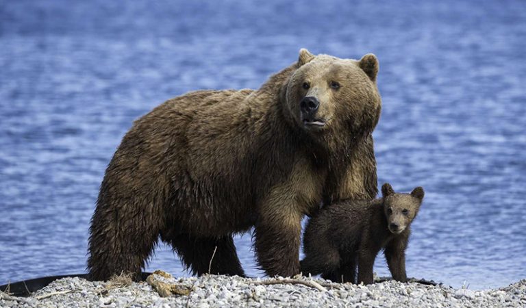 10 fakta du antagligen inte visste om björnar