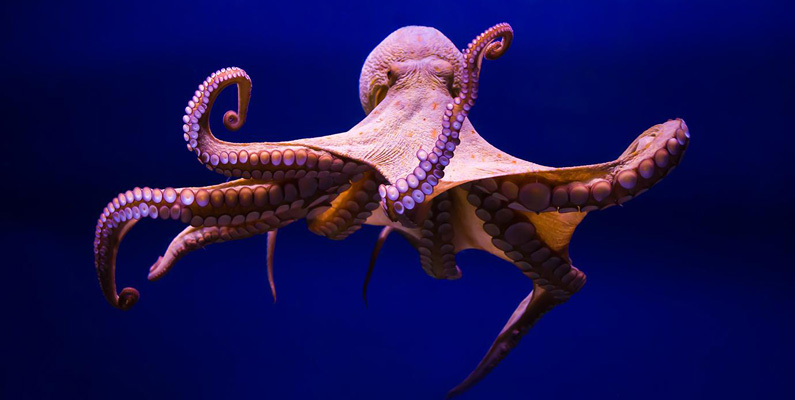 Det är inte korrekt att säga att en bläckfisk har åtta armar…
