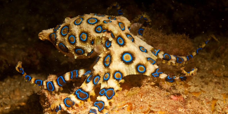 Blåringade bläckfiskar anses vara ett av världens giftigaste marina djur…