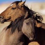10 galopperande fakta du måste veta om hästar