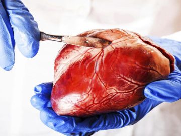 Pulsfakta: 10 otroliga fakta om ditt hjärta