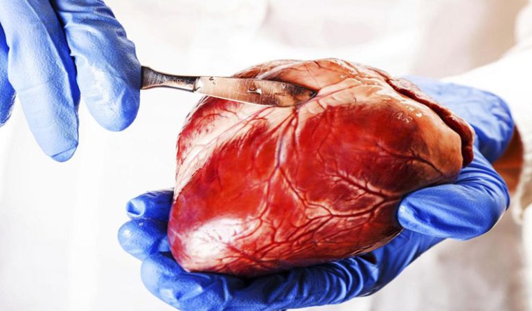 Pulsfakta: 10 otroliga fakta om ditt hjärta