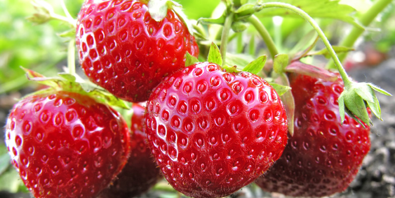 Hur är det nu – är jordgubbar en frukt eller ett bär…?