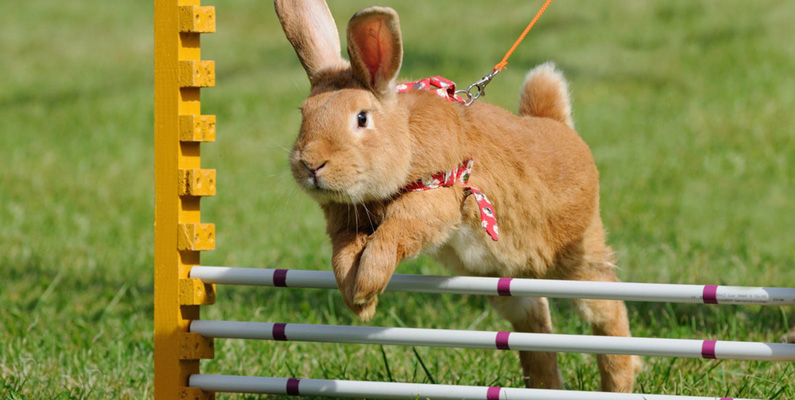 Kaniner kan verkligen hoppa jättehögt…