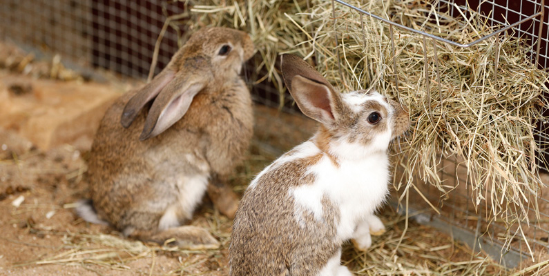 Därför ser och hör kaniner så bra…