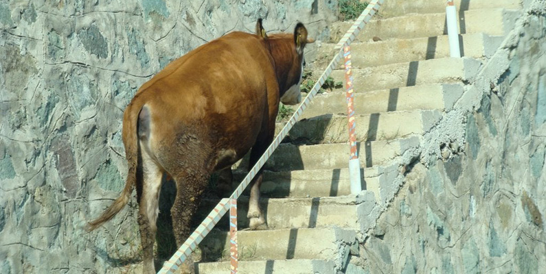 Det är bara en myt att kor inte kan gå ner för trappor…