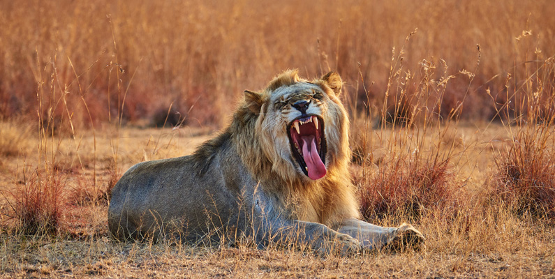 Ett lejonvrål kan höras på över 8 kilometers avstånd…