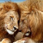10 fakta som bevisar att lejon är mer än bara storväxta katter