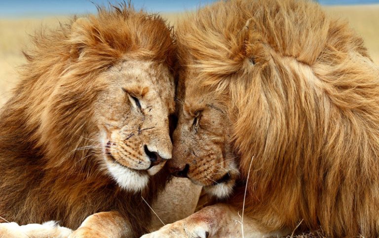 10 fakta som bevisar att lejon är mer än bara storväxta katter