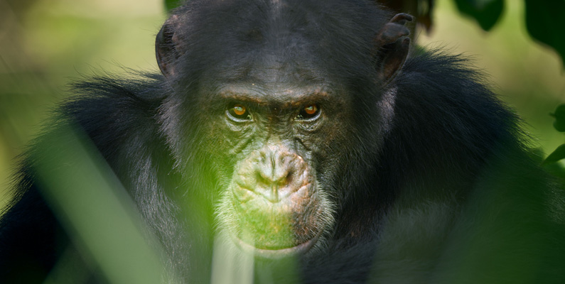 När schimpans-mödrar förlorar sina barn bär hon runt barnet i sin famn fram tills hon kan gå vidare i sitt sorgearbete.