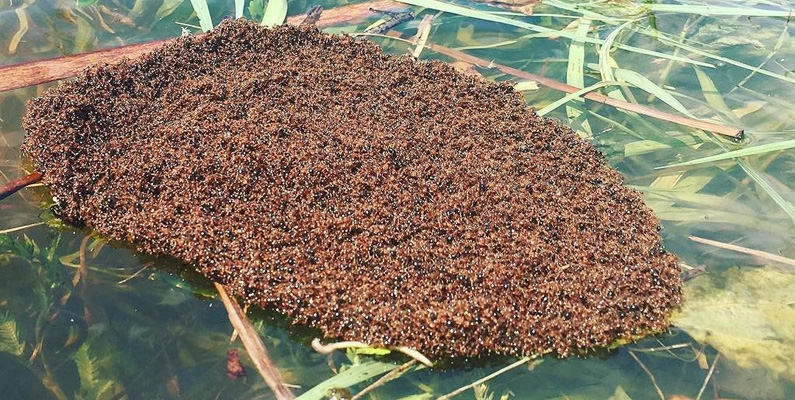 Nästan alla arter av myror lever på land – men det finns några få undantag…