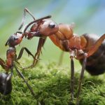 Myror - små men mäktiga! 10 häpnadsväckande fakta du inte visste