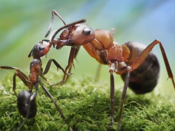 Myror - små men mäktiga! 10 häpnadsväckande fakta du inte visste