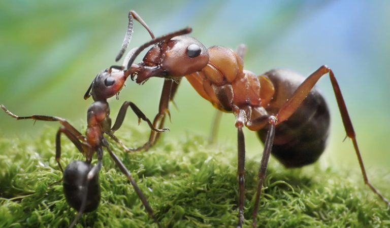Myror – små men mäktiga! 10 häpnadsväckande fakta du inte visste