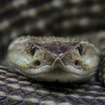 10 krälande fakta du måste veta om ormar