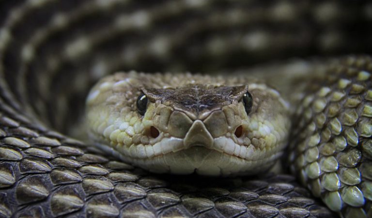 10 krälande fakta du måste veta om ormar