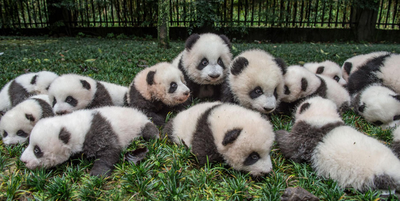 Man tror att pandan är ett relativt ungt djur…