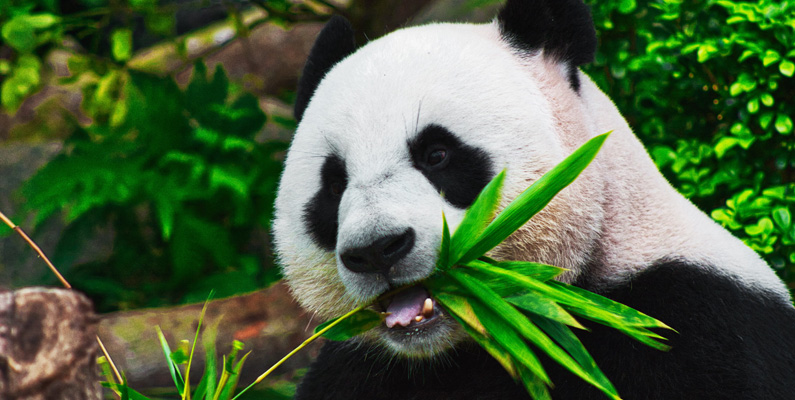 Därför äter pandor bambu…
