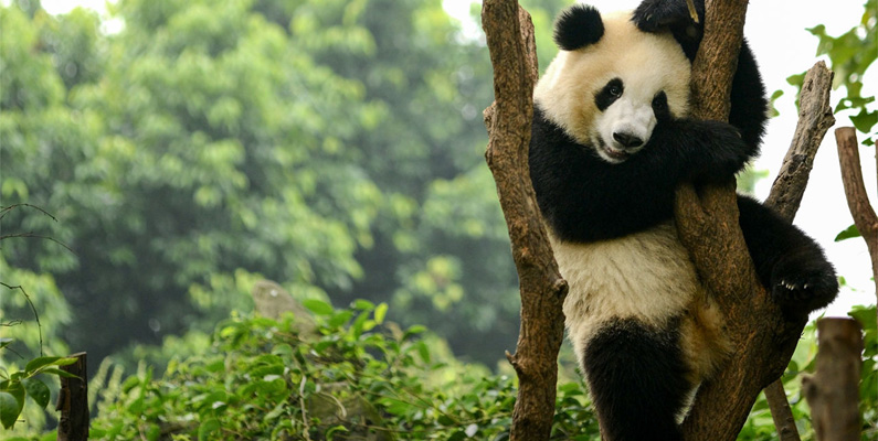 Kina gav två pandor till USA i form av en gåva…